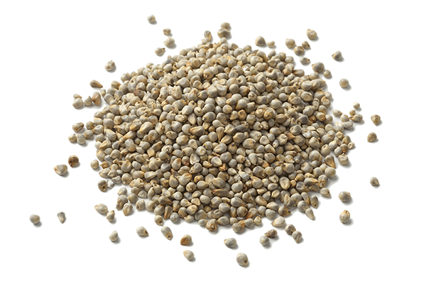 Pearl Millet(Kambu)
